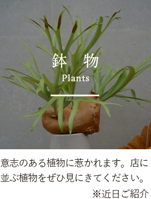 鉢物　plants